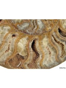 AM21 Ammonit Paar D 150 mm allseitig poliert 1005 g