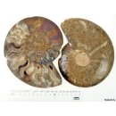 AM21 Ammonit Paar D 150 mm allseitig poliert 1005 g