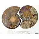 AM21 Ammonit Paar D 150 mm allseitig poliert 1005 g