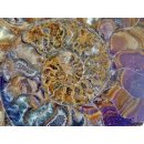 AM21 Ammonit Paar D 150 mm allseitig poliert 1005 g