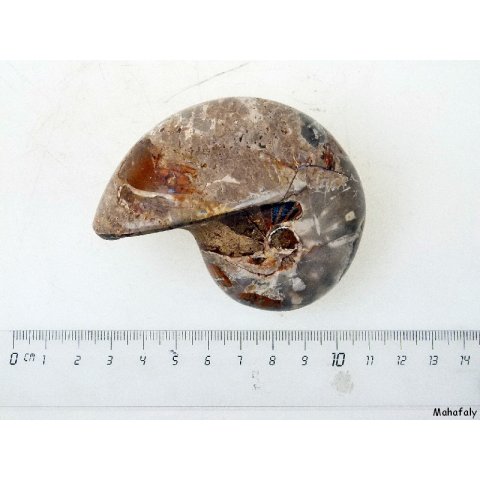 AM34 Ammonit Nautilus Perlboot D 95 mm poliert 450 g