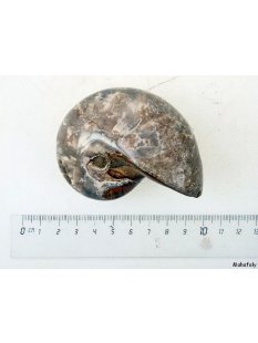 AM34 Ammonit Nautilus Perlboot D 95 mm poliert 450 g