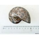 AM34 Ammonit Nautilus Perlboot D 95 mm poliert 450 g