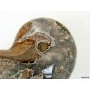 AM34 Ammonit Nautilus Perlboot D 95 mm poliert 450 g