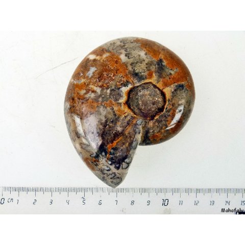 AM39 Ammonit Nautilus Perlboot D 75 mm poliert 305 g