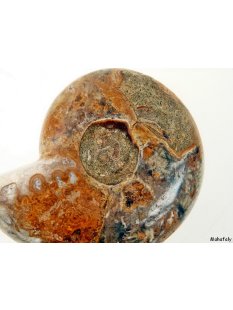 AM39 Ammonit Nautilus Perlboot D 75 mm poliert 305 g