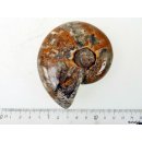 AM39 Ammonit Nautilus Perlboot D 75 mm poliert 305 g