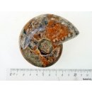 AM39 Ammonit Nautilus Perlboot D 75 mm poliert 305 g