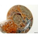 AM39 Ammonit Nautilus Perlboot D 75 mm poliert 305 g