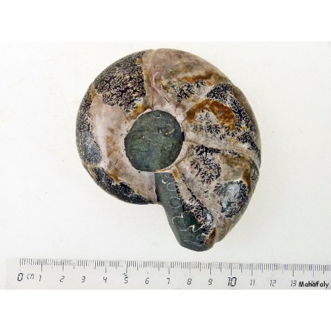 AM41 Ammonit Nautilus Perlboot D 80 mm poliert 360 g