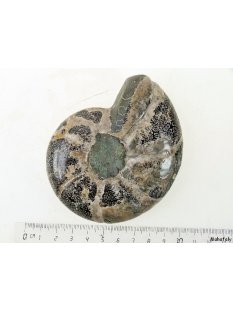 AM41 Ammonit Nautilus Perlboot D 80 mm poliert 360 g