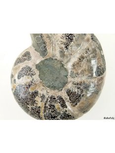 AM41 Ammonit Nautilus Perlboot D 80 mm poliert 360 g