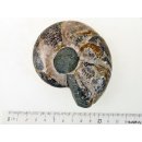 AM41 Ammonit Nautilus Perlboot D 80 mm poliert 360 g