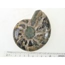 AM41 Ammonit Nautilus Perlboot D 80 mm poliert 360 g