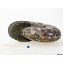 AM41 Ammonit Nautilus Perlboot D 80 mm poliert 360 g