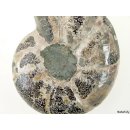 AM41 Ammonit Nautilus Perlboot D 80 mm poliert 360 g