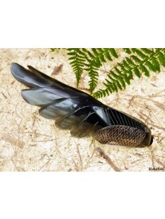 Hornfigur Schleierfisch = Code H 15 cm