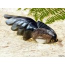 Hornfigur Schleierfisch = Code H 15 cm