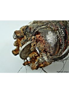 Zauberhorn Mohara ody Nr.2,  Amulett und Fetisch der Sakalava 22 cm ca. 1955