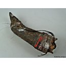 Zauberhorn Mohara ody Nr.2,  Amulett und Fetisch der Sakalava 22 cm ca. 1955