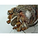 Zauberhorn Mohara ody Nr.2,  Amulett und Fetisch der Sakalava 22 cm ca. 1955