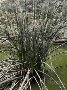 Rabane / Rattan Korb Frezy Farbmix 38 cm = Code blau