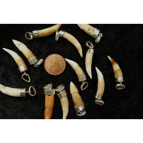 Anh&auml;nger echt Madagaskar Krokodilzahn mit Silberfassung  15 - 30 mm = Code G