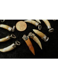 Anh&auml;nger echt Madagaskar Krokodilzahn mit Silberfassung  15 - 30 mm = Code G