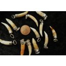 Anh&auml;nger echt Madagaskar Krokodilzahn mit Silberfassung  15 - 30 mm = Code G