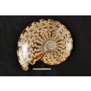 AML03 Madagaskar Ammonit de luxe 135 mm 623 g Lobenlinien