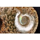 AML03 Madagaskar Ammonit de luxe 135 mm 623 g Lobenlinien