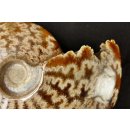 AML03 Madagaskar Ammonit de luxe 135 mm 623 g Lobenlinien