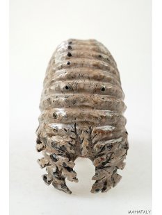 AMN02 Madagaskar Rippen Ammonit  Donvilleiceras de luxe 130 mm 962 g