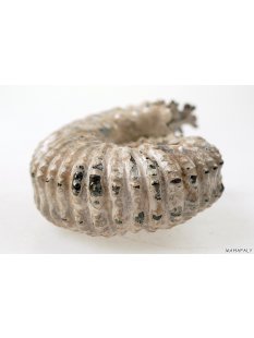 AMN02 Madagaskar Rippen Ammonit  Donvilleiceras de luxe 130 mm 962 g