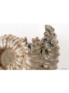 AMN02 Madagaskar Rippen Ammonit  Donvilleiceras de luxe 130 mm 962 g