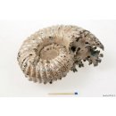 AMN02 Madagaskar Rippen Ammonit  Donvilleiceras de luxe 130 mm 962 g