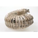 AMN02 Madagaskar Rippen Ammonit  Donvilleiceras de luxe 130 mm 962 g