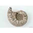 AMN02 Madagaskar Rippen Ammonit  Donvilleiceras de luxe 130 mm 962 g