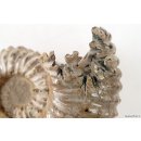 AMN02 Madagaskar Rippen Ammonit  Donvilleiceras de luxe 130 mm 962 g