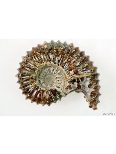 AMN03 Madagaskar Rippen Ammonit Donvilleiceras de luxe 125 mm 627 g