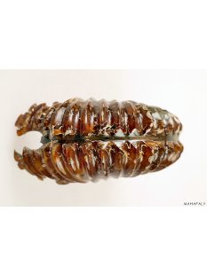 AMN03 Madagaskar Rippen Ammonit Donvilleiceras de luxe 125 mm 627 g