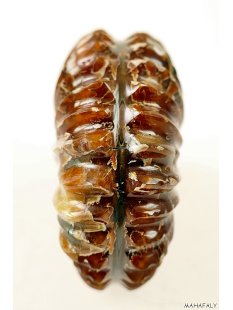 AMN03 Madagaskar Rippen Ammonit Donvilleiceras de luxe 125 mm 627 g