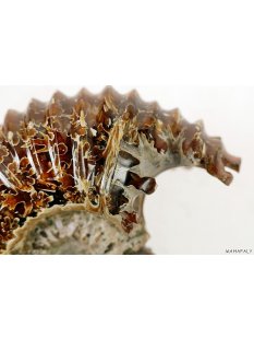 AMN03 Madagaskar Rippen Ammonit Donvilleiceras de luxe 125 mm 627 g