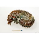 AMN03 Madagaskar Rippen Ammonit Donvilleiceras de luxe 125 mm 627 g