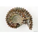 AMN03 Madagaskar Rippen Ammonit Donvilleiceras de luxe 125 mm 627 g