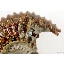 AMN03 Madagaskar Rippen Ammonit Donvilleiceras de luxe 125 mm 627 g