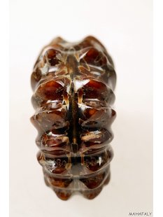 AMN07 Madagaskar Rippen Ammonit Donvilleiceras de luxe 85 mm 267 g