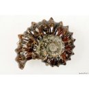AMN07 Madagaskar Rippen Ammonit Donvilleiceras de luxe 85 mm 267 g
