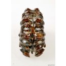 AMN07 Madagaskar Rippen Ammonit Donvilleiceras de luxe 85 mm 267 g