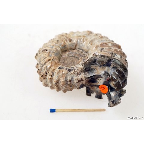 AMN10 Madagaskar Rippen Ammonit Donvilleiceras de luxe 75 mm 236 g